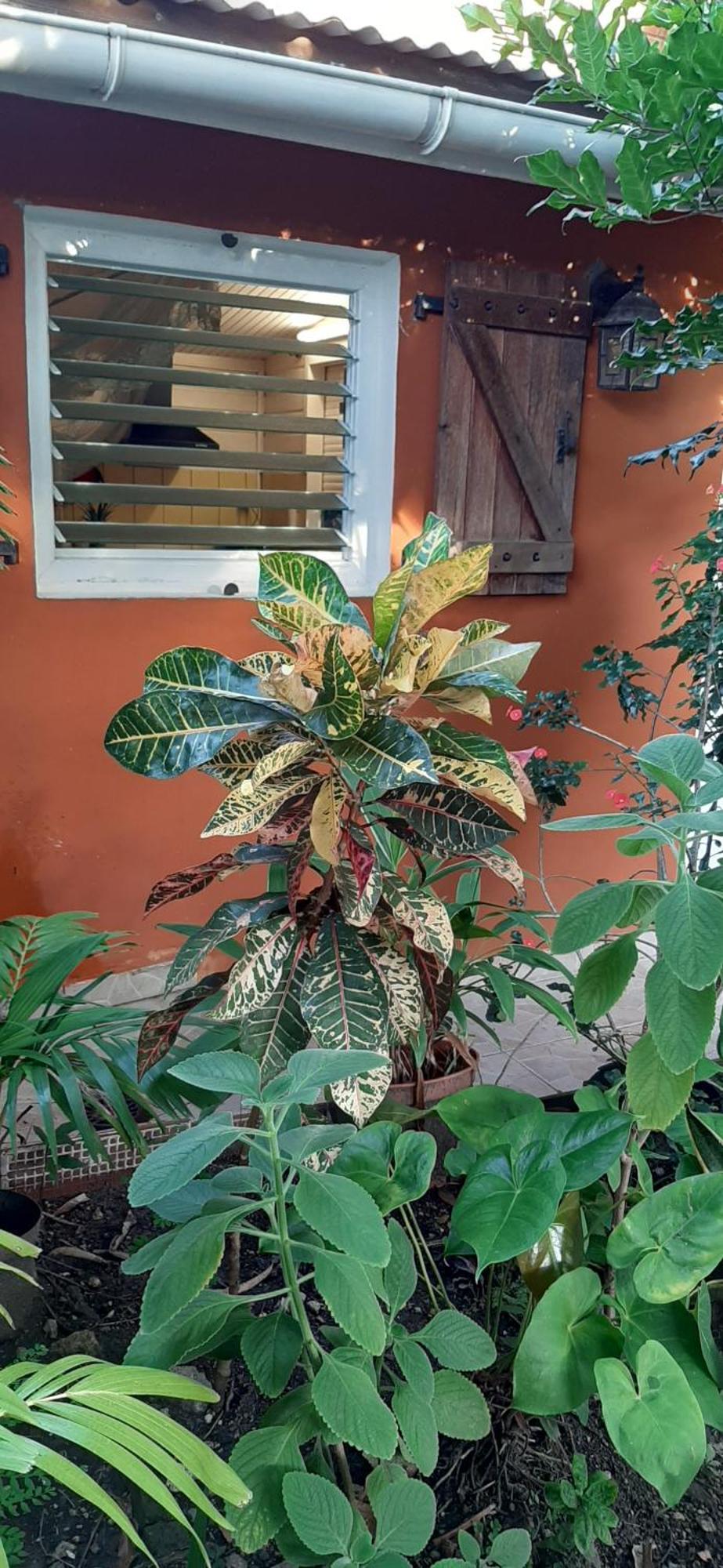 Bungalow Mangifera Proche De La Plage Le Diamant Luaran gambar